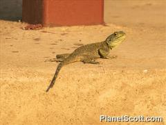 Acanthocercus atricollis