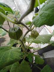 Physalis peruviana