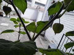 Physalis peruviana