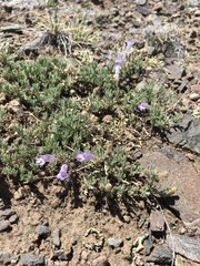 Penstemon caespitosus