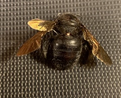 Xylocopa sonorina