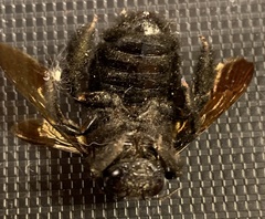 Xylocopa sonorina