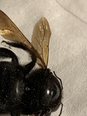 Xylocopa sonorina