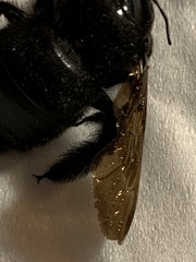 Xylocopa sonorina