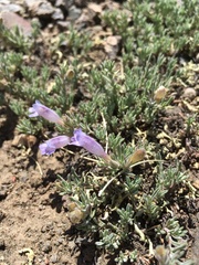 Penstemon caespitosus