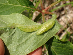 Dasineura parthenocissi