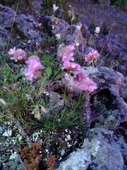Armeria girardii