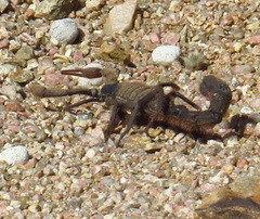 Parabuthus villosus