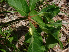 Dasineura parthenocissi