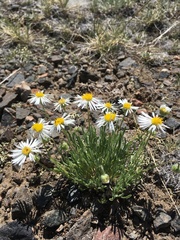 Erigeron engelmannii