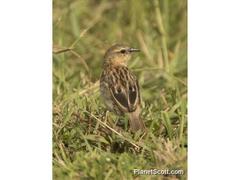 Ploceus melanocephalus