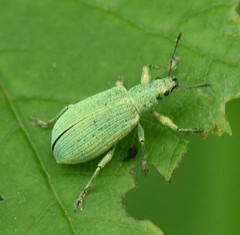 Polydrusus planifrons