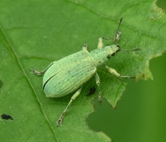 Polydrusus planifrons