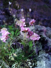 Armeria girardii