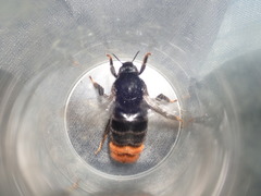 Bombus confusus