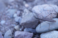 Pygolampis bidentata