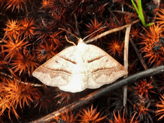 Petrophora subaequaria