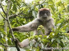 Piliocolobus tephrosceles