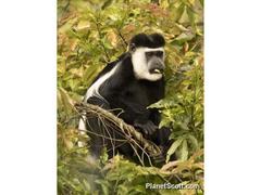 Colobus guereza