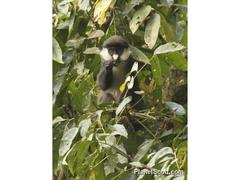 Cercopithecus ascanius schmidti