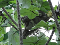 Bradypus variegatus tapajoensis