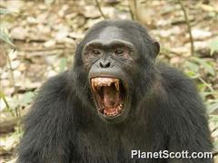 Common Chimpanzee photo 5