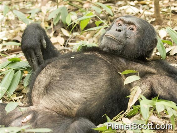 Common Chimpanzee