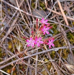 Pistorinia hispanica