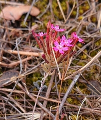 Pistorinia hispanica