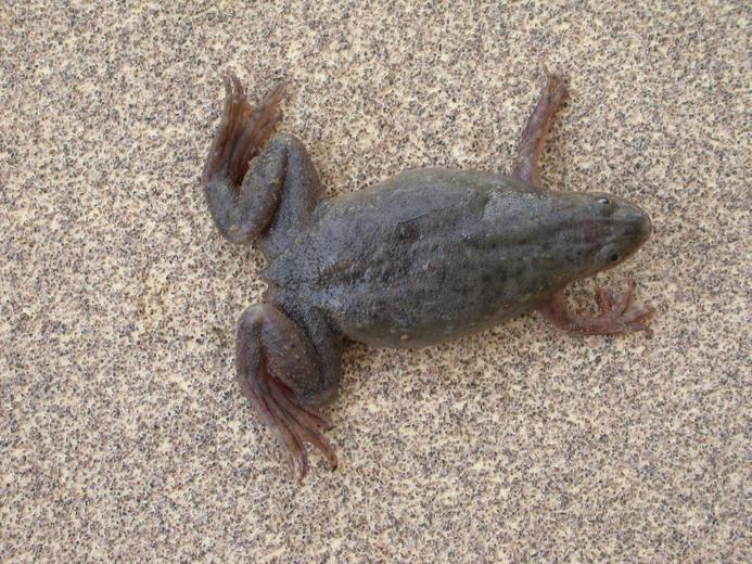 Merlin's Clawed Frog