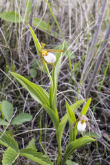 Cypripedium candidum
