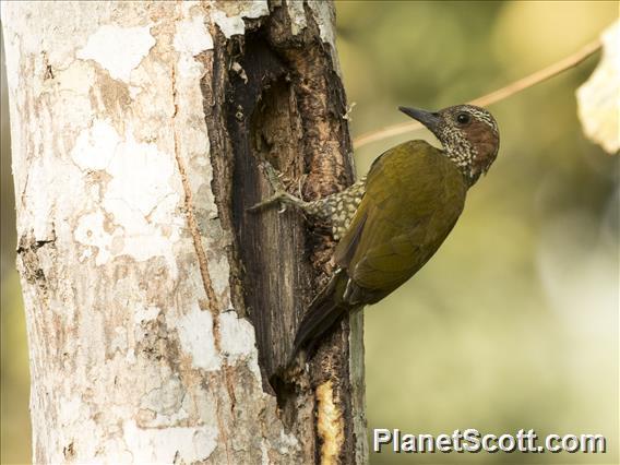 Brown-eared Woodpecker illustration