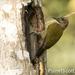 Brown-eared Woodpecker - Photo (c) Scott Bowers, some rights reserved (CC BY-NC), uploaded by Scott Bowers