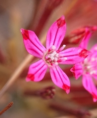 Pistorinia hispanica