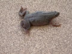 Merlin's Clawed Frog photo 2