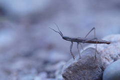 Pygolampis bidentata