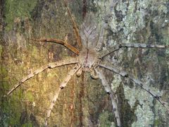 Heteropodinae