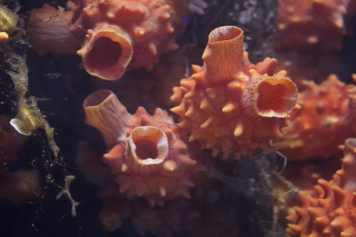 Halocynthia roretzi