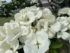 Cornus