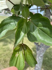 Cornus