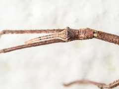 Argosarchus horridus
