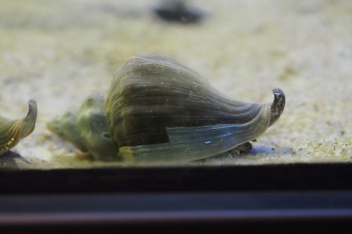 Neptunea arthritica