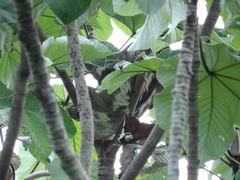 Bradypus variegatus tapajoensis