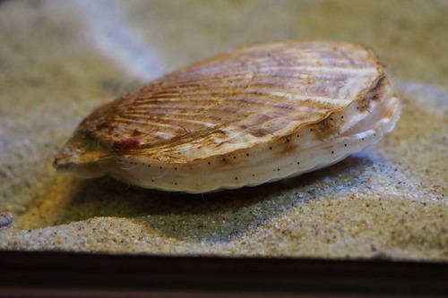 Ezo Giant Scallop