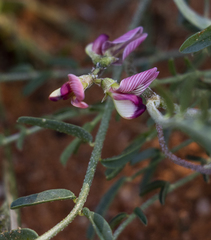 Lessertia macrostachya