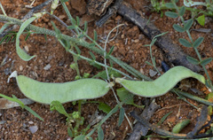 Lessertia macrostachya