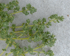 Atriplex billardierei