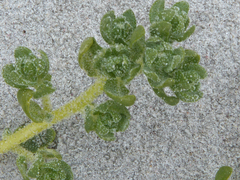 Atriplex billardierei