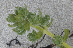 Atriplex billardierei