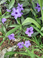 Ruellia tuberosa
